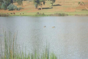 Read more about the article Ayalew Lake
