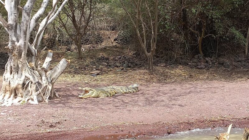 crocodile-market in Arba Minch, Ethiopia