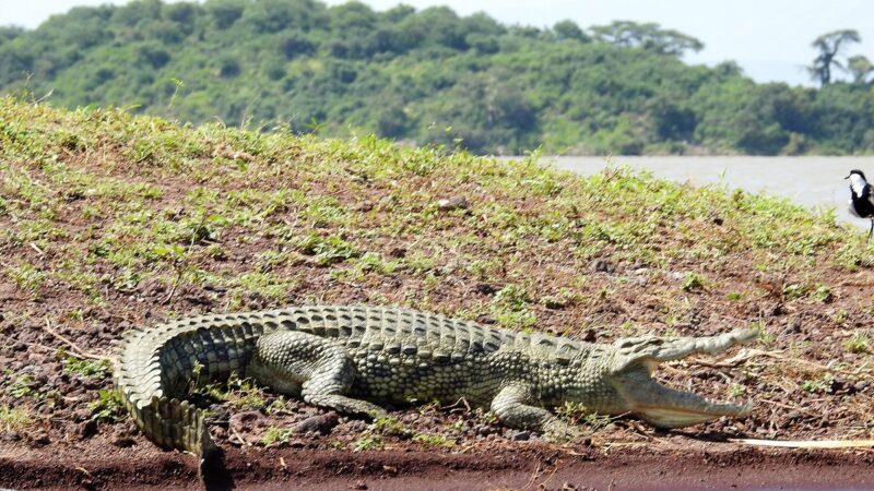 crocodile-market in Arba Minch, Ethiopia