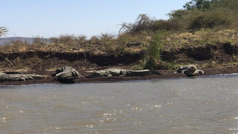 crocodile-market in Arba Minch, Ethiopia