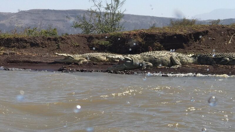 crocodile-market in Arba Minch, Ethiopia