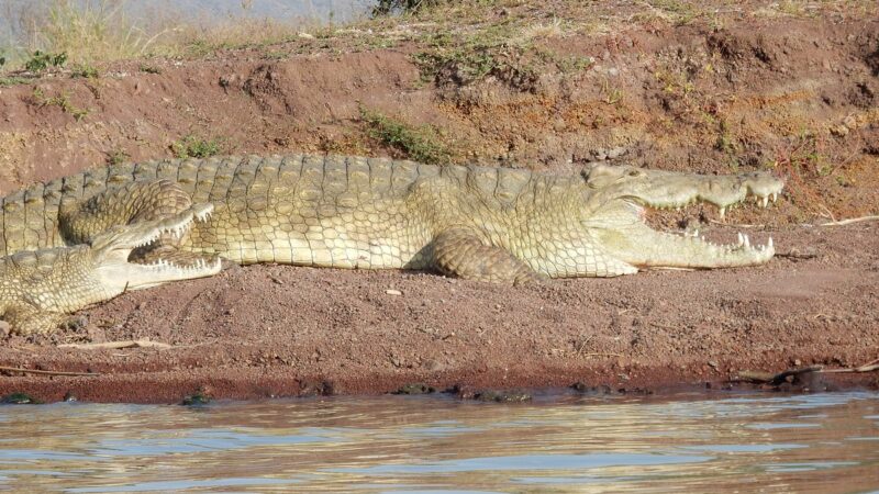 crocodile-market in Arba Minch, Ethiopia