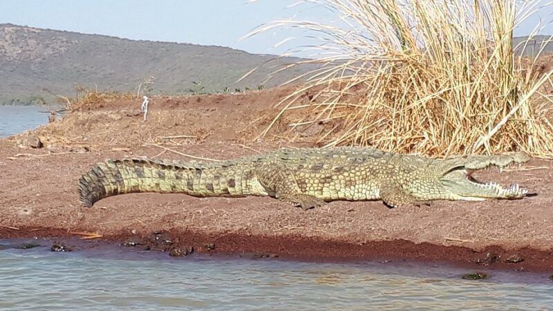 crocodile-market in Arba Minch, Ethiopia