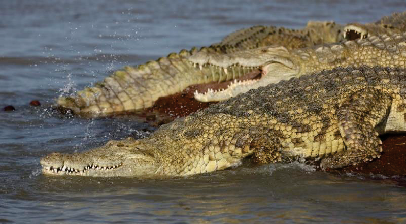 crocodile market in Arba Minch, Ethiopia