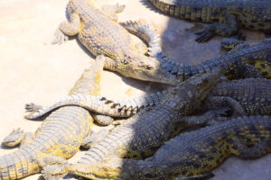 Arba Minch Crocodile Ranch