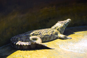 Arba Minch Crocodile Ranch
