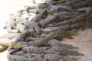 Arba Minch Crocodile Ranch