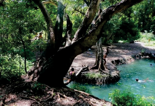 forty-springs1