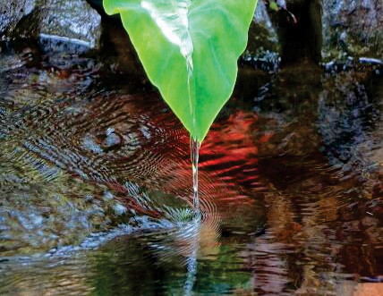 forty-springs2
