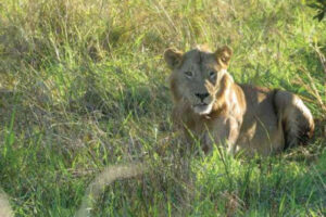 Lion in maze Park