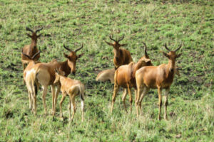 Swayne’s Hartebeest’s
